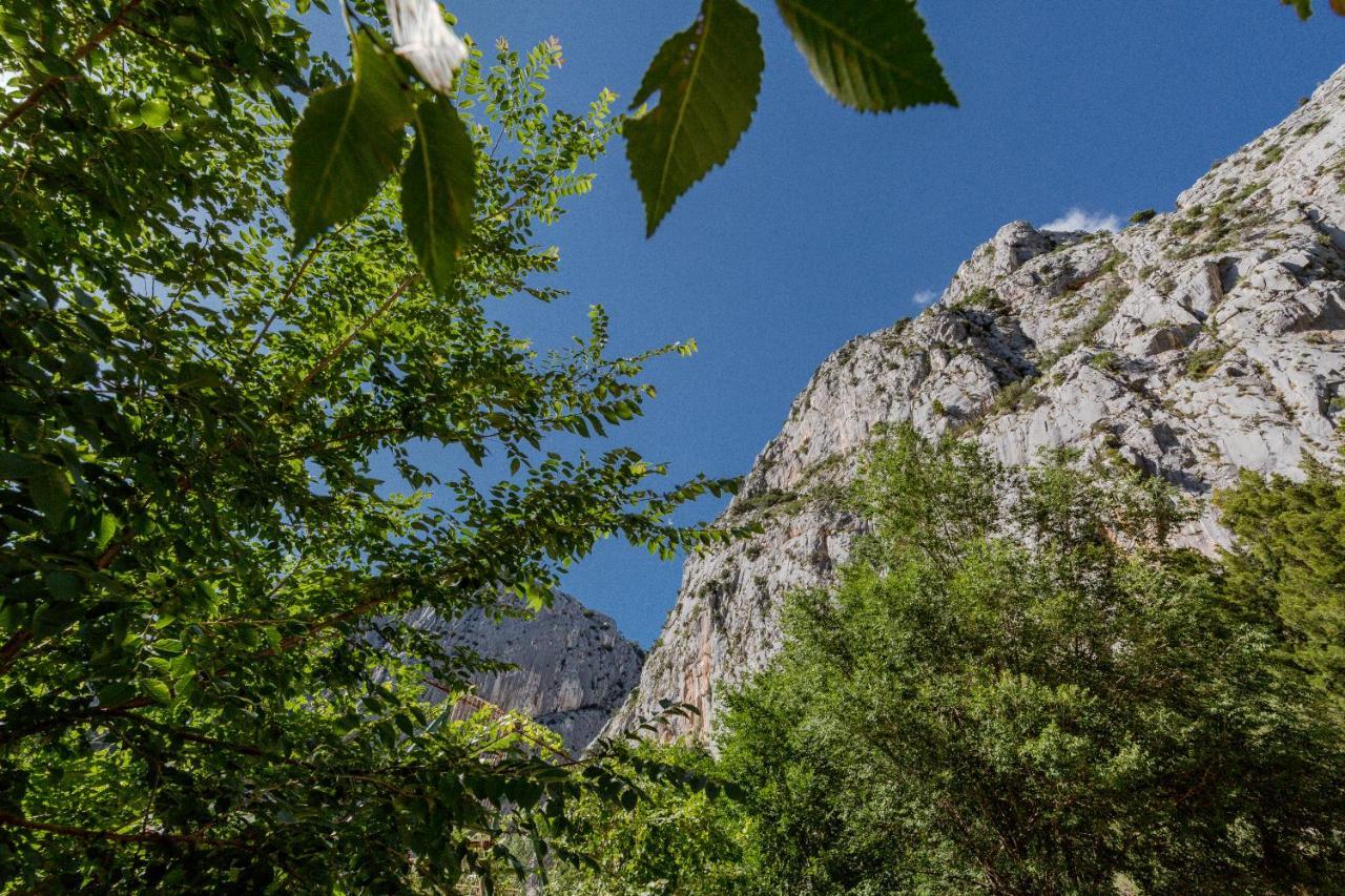 Ivino * Omis